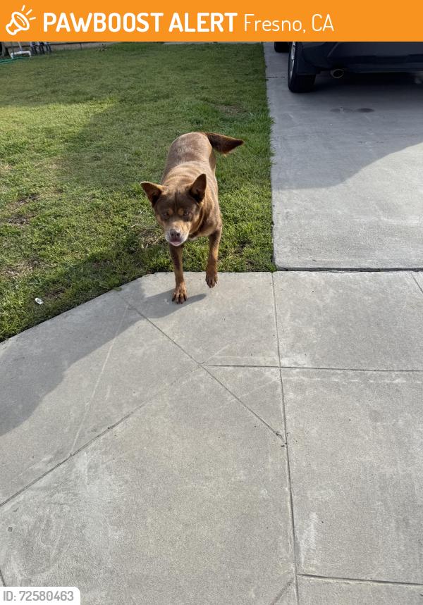 Found/Stray Female Dog last seen Church and Chestnut, Fresno, CA 93725
