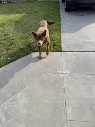 Found/Stray Female Dog last seen Church and Chestnut, Fresno, CA 93725