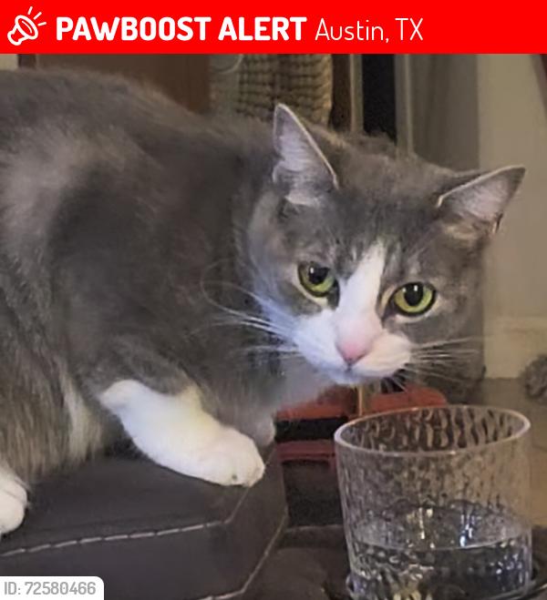 Lost Female Cat last seen Turtle Dove and Dove Springs, Austin, TX 78744
