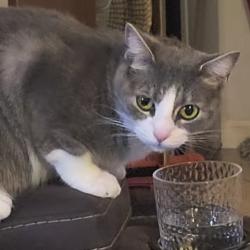 Lost Female Cat last seen Turtle Dove and Dove Springs, Austin, TX 78744