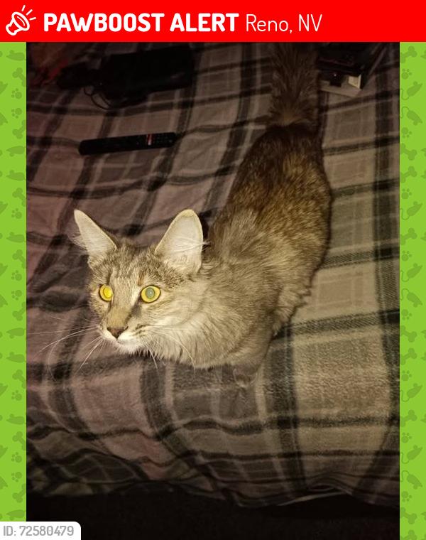 Lost Female Cat last seen Airway &  Gardens Dr, Reno, NV 89502