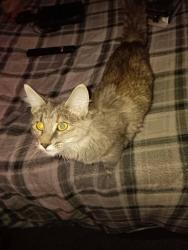 Lost Female Cat last seen Airway &  Gardens Dr, Reno, NV 89502