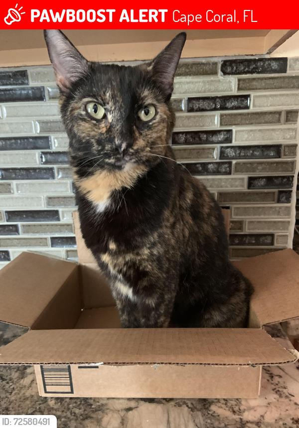 Lost Female Cat last seen SE 3rd Street, Cape Coral, FL 33990
