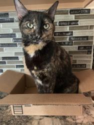 Lost Female Cat last seen SE 3rd Street, Cape Coral, FL 33990