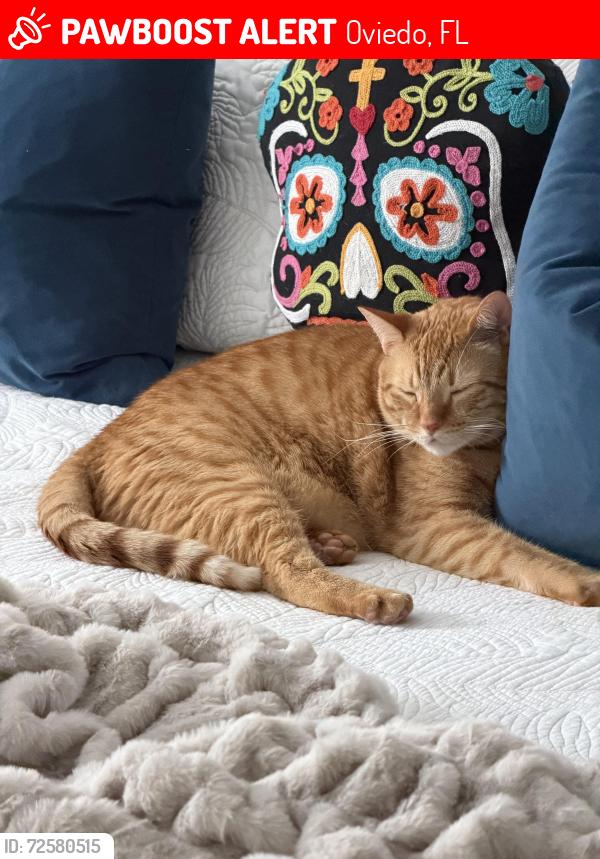 Lost Male Cat last seen Citrus and RedBug Lake Road, Oviedo, FL 32765