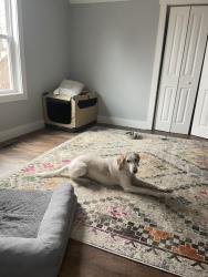 Lost Female Dog last seen Weston road and Muirfield drive, Royal Pines, NC 28704