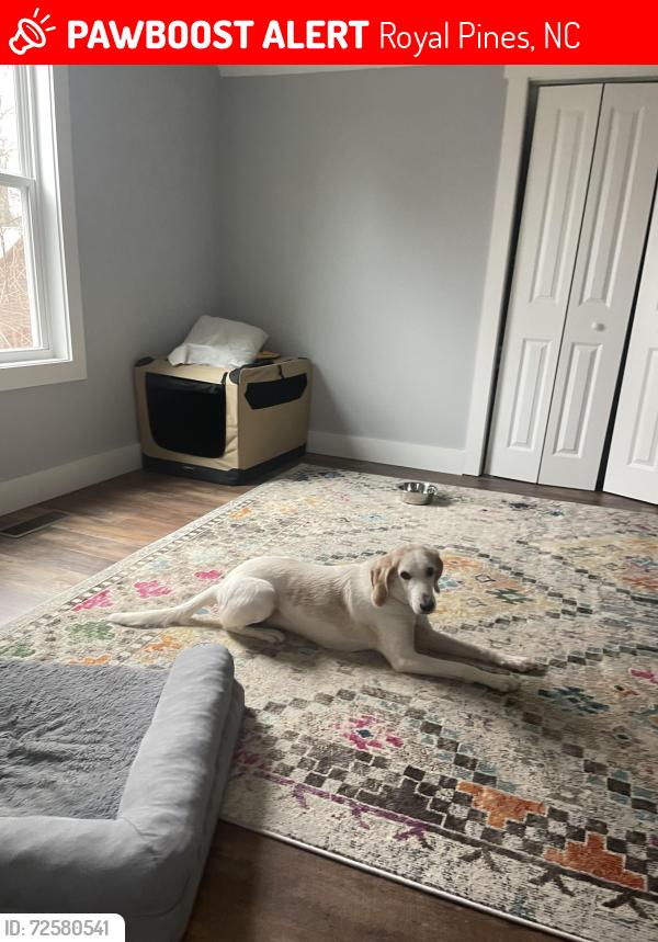Lost Female Dog last seen Weston road and Muirfield drive, Royal Pines, NC 28704