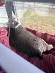 Lost Female Cat last seen Near west Rayford rd, Spring, TX 77389