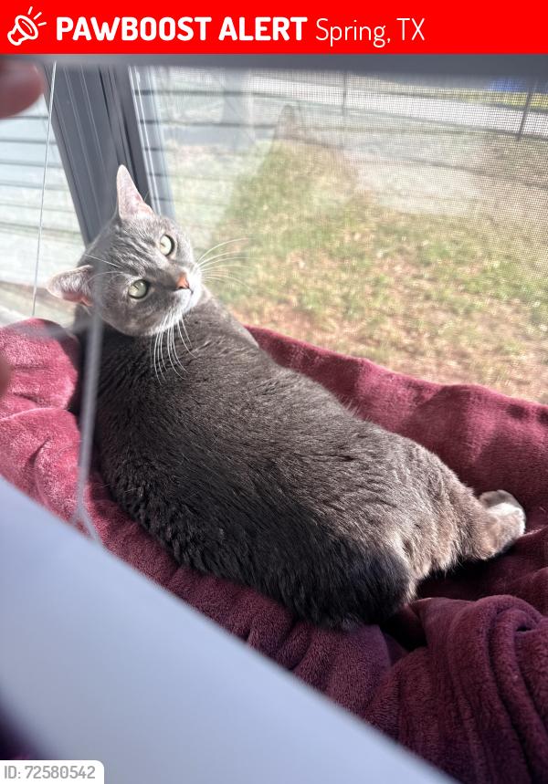Lost Female Cat last seen Near west Rayford rd, Spring, TX 77389