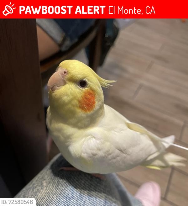 Lost Female Bird last seen Penn Mar Ave and Ramona blvd, El Monte, CA 91732