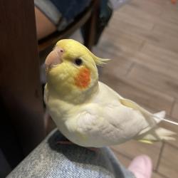 Lost Female Bird last seen Penn Mar Ave and Ramona blvd, El Monte, CA 91732