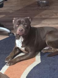 Lost Male Dog last seen Rockwood apmts in Hartman lane , Belleville, IL 62221