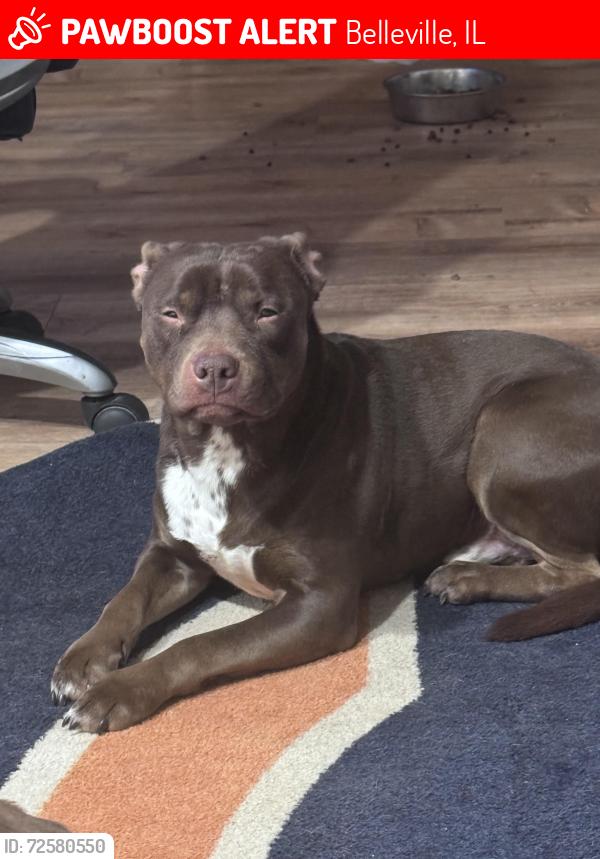 Lost Male Dog last seen Rockwood apmts in Hartman lane , Belleville, IL 62221