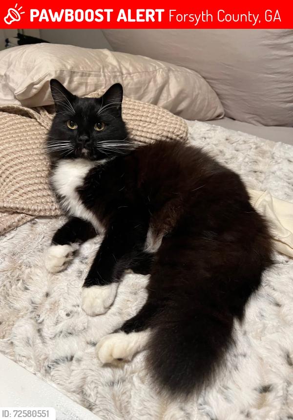Lost Male Cat last seen Shadewater way cumming Georgia, Forsyth County, GA 30041