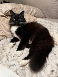 Lost Male Cat last seen Shadewater way cumming Georgia, Forsyth County, GA 30041