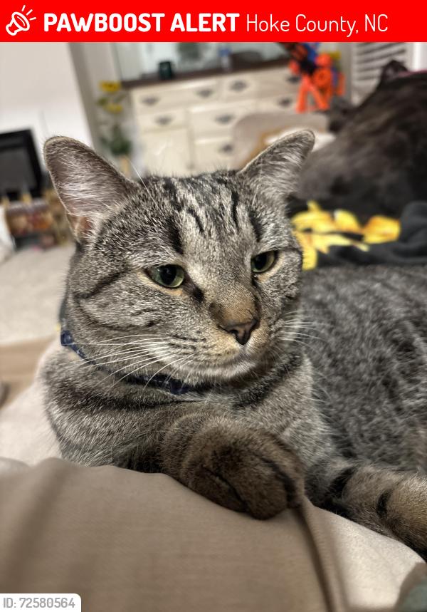 Lost Female Cat last seen Townsend Rd and Willa Mae Ln, Hoke County, NC 28376