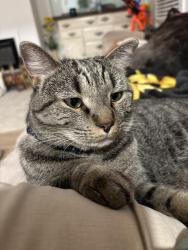 Lost Female Cat last seen Townsend Rd and Willa Mae Ln, Hoke County, NC 28376