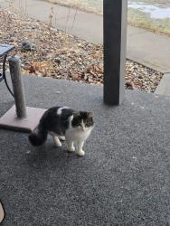 Found/Stray Male Cat last seen Keystone and Carson, Indianapolis, IN 46227