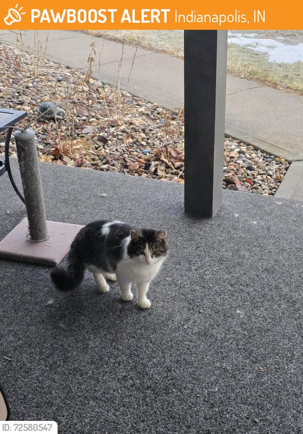 Found/Stray Male Cat last seen Keystone and Carson, Indianapolis, IN 46227
