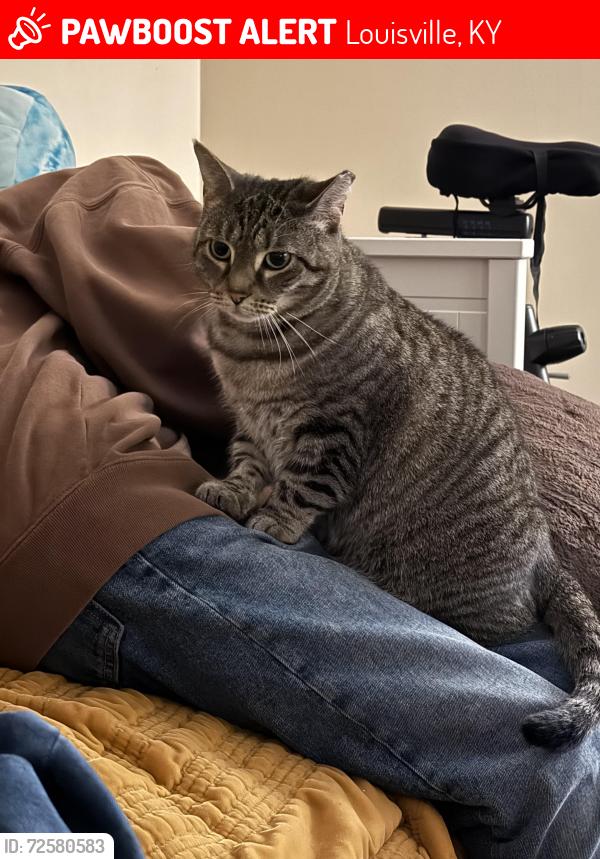 Lost Female Cat last seen Byron and Taylorsville, Louisville, KY 40205