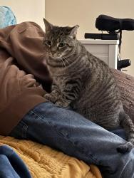 Lost Female Cat last seen Byron and Taylorsville, Louisville, KY 40205
