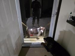 Found/Stray Male Dog last seen Oyo Hotel, Jackson, MS 39212