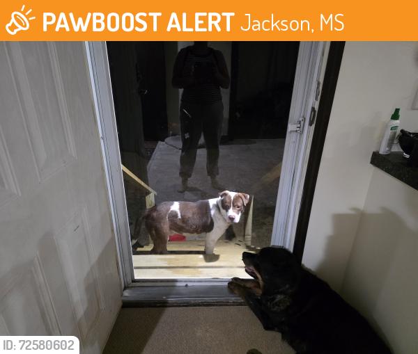 Found/Stray Male Dog last seen Oyo Hotel, Jackson, MS 39212