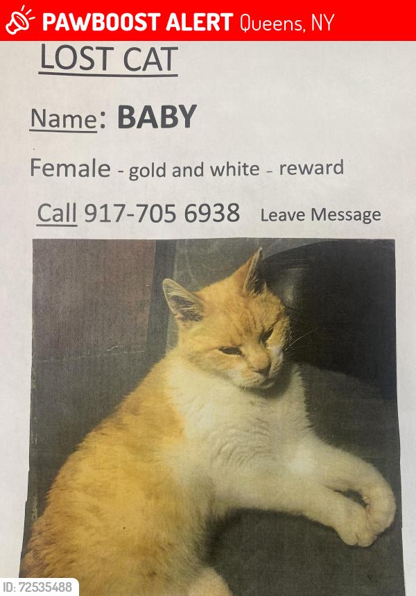 Lost Female Cat last seen Near ave 98 st woodhaven NY, Queens, NY 11421
