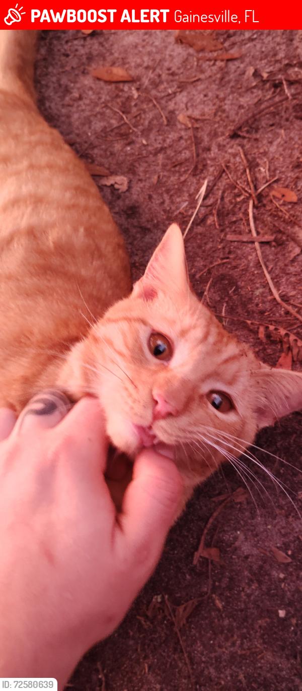 Lost Male Cat last seen Porters community downtown area , Gainesville, FL 32601