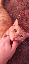 Lost Male Cat last seen Porters community downtown area , Gainesville, FL 32601