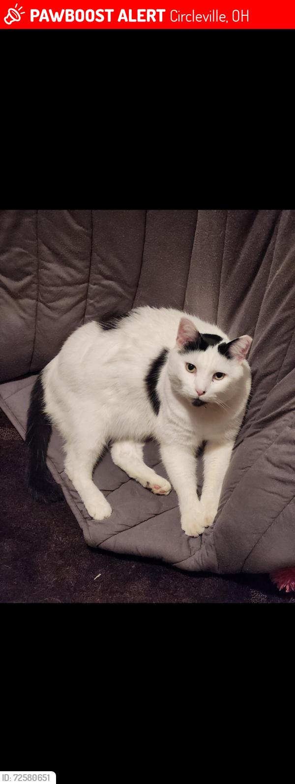 Lost Male Cat last seen Edison Ave and S Court St, Circleville, OH 43113