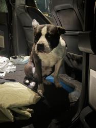Found/Stray Female Dog last seen Carillon and Rollung Hills, Dallas, TX 75240
