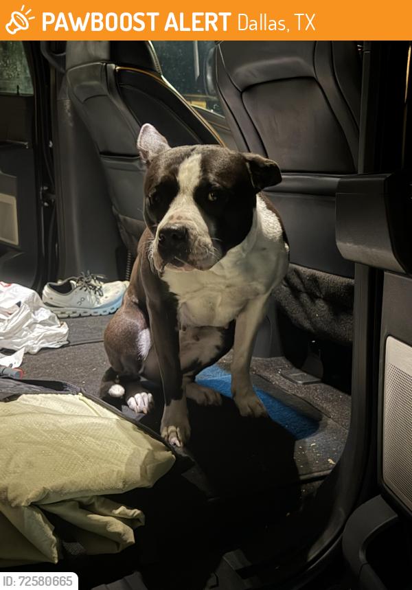 Found/Stray Female Dog last seen Carillon and Rollung Hills, Dallas, TX 75240