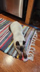 Lost Male Cat last seen Riverview Circle , Greenville County, SC 29611