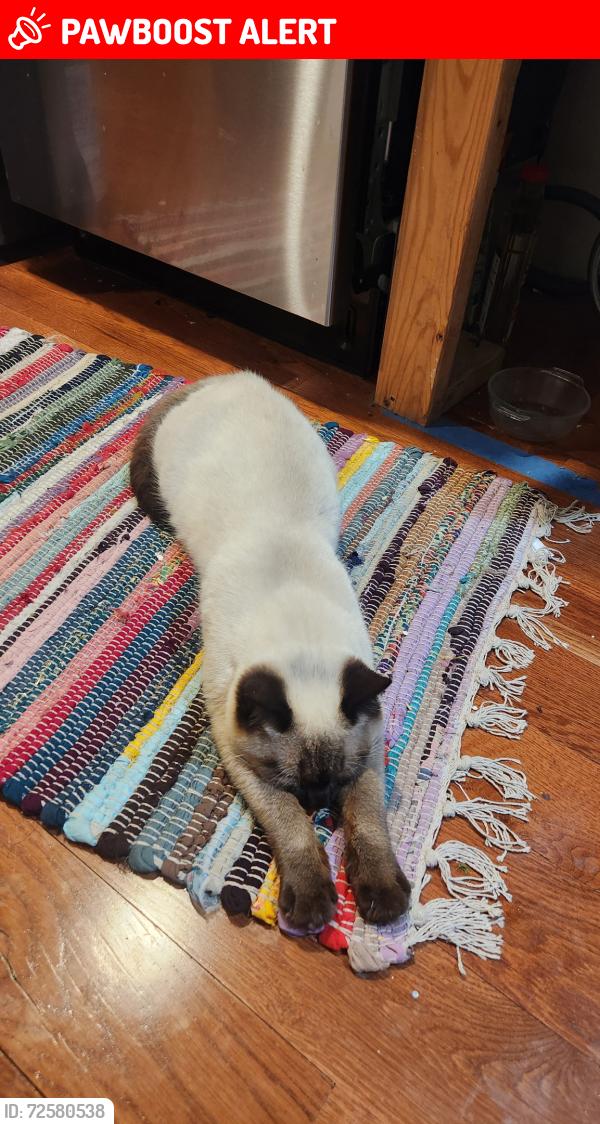 Lost Male Cat last seen Riverview Circle , Greenville County, SC 29611