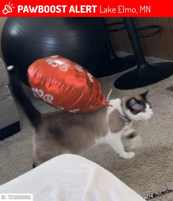 Lost Female Cat last seen Cimarron lake Elmo , Lake Elmo, MN 55042