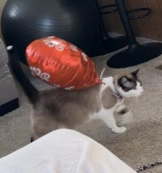 Lost Female Cat last seen Cimarron lake Elmo , Lake Elmo, MN 55042