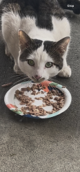 Found/Stray Unknown Cat last seen Brandon road Yonkers ny 10704, Yonkers, NY 10704