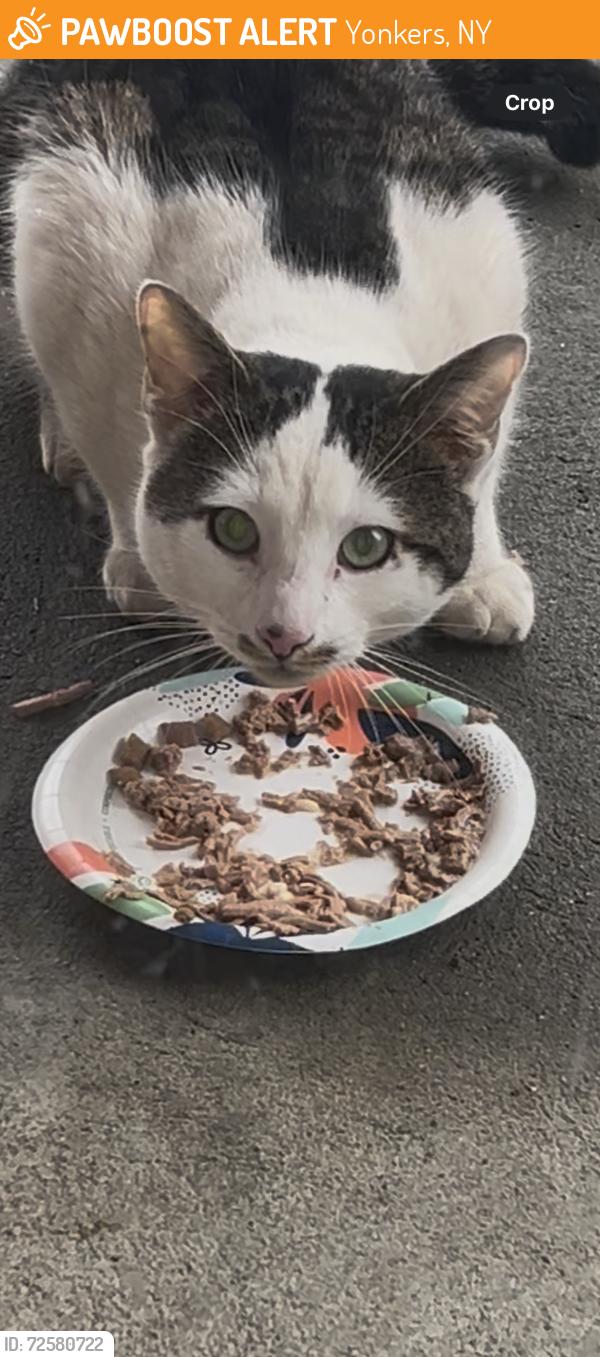 Found/Stray Unknown Cat last seen Brandon road Yonkers ny 10704, Yonkers, NY 10704