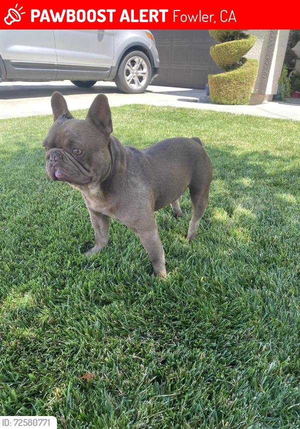 Lost Male Dog last seen S. Temperance and E. Aretha Ave., Fowler, CA 93625