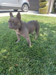 Lost Male Dog last seen S. Temperance and E. Aretha Ave., Fowler, CA 93625