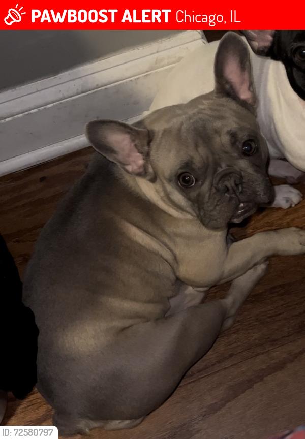 Lost Female Dog last seen 66th and Wabash Ave , Chicago, IL 60637