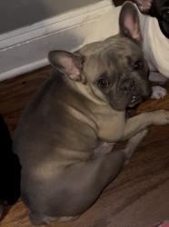 Lost Female Dog last seen 66th and Wabash Ave , Chicago, IL 60637