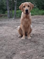 Lost Female Dog last seen Farm to Market 2723, Franklin County, TX 75457
