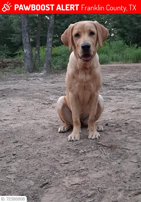 Lost Female Dog last seen Farm to Market 2723, Franklin County, TX 75457