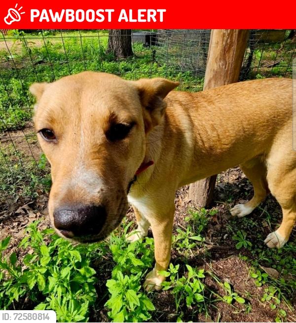 Lost Female Dog last seen Alford Rd, Montgomery County, TX 77355