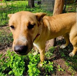 Lost Female Dog last seen Alford Rd, Montgomery County, TX 77355