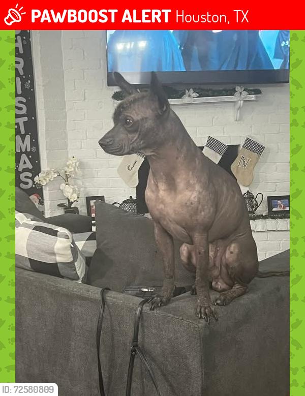 Lost Female Dog last seen Dartwood, Houston, TX 77049