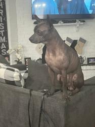 Lost Female Dog last seen Dartwood, Houston, TX 77049