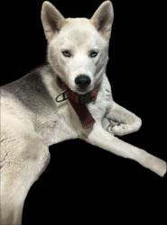 Lost Male Dog last seen 90th st and Budlong Ave , Los Angeles, CA 90044